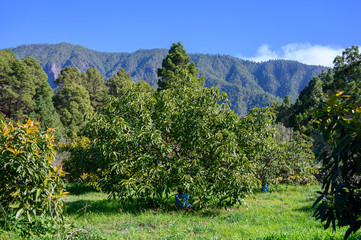 Sticker - Cultivaion of healthy avocado fruits on La Palma island, Canary islands in Spain, young avocado trees growing on plantations in mountains