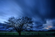 Baum mit stürmischem Wolkenhimmel