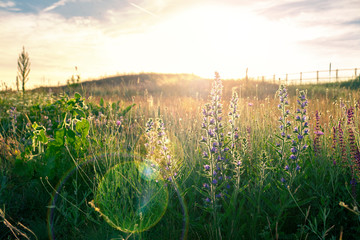 wild flower Meadow field with summer haze sunshine and lens flare