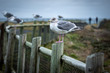 Seagulls on the coast of Oregon USA