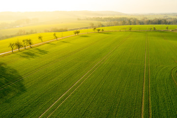  Aerial view on a field with green grass and few trees along a road. Panoramic view on a farm field with mountain on the background at sunset.
