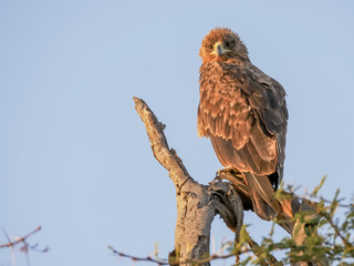 a tawny eagle perched in a tree at serengeti early in the morning