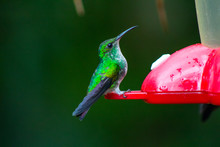 Hummingbird On A Feeder