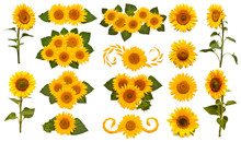 Sunflowers On White Background Free Stock Photo - Public Domain Pictures