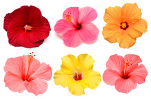 Collection Head Multicolored Hibiscus Flowers Isolated On White Background. Tropical Plant. Flat Lay, Top View. Creative Card. Orange, Red, Pink, Yellow
