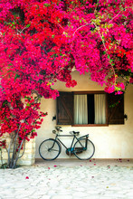 Charming Street (house) Decoration With Old Bike And Blooming Red Flowers
