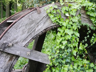 partial view of an old wooden water wheel, the wheel is out of service and ivy overgrown. a nice exa