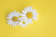 Margeriten - Blüten auf buntem Karton, Vorlage für Design, Hintergrund mit Textfreiraum
