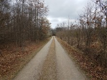 Dirt Path Or Trail And Brown Grass And Trees