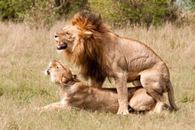 Shallow Focus Shot Of Male And Female Lions Mating On A Dry Grass Field With A Blurred Background
