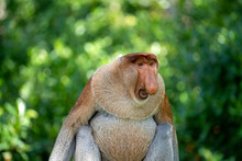 Wild Proboscis Monkey Or Nasalis Larvatus, In Rainforest Of Borneo, Malaysia