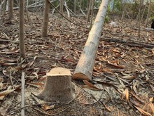 Felled Timber In The Forest.  