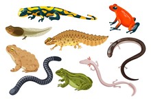 Amphibian Vector Illustration Set. Exotic Cartoon Tropical Amphibia, Colorful Sitting Toad And Frog Life Cycle Tadpole, Salamander, Triton Caecilian. Flat Animals Pets For Zoo Icons Isolated On White