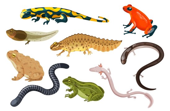 amphibian vector illustration set. exotic cartoon tropical amphibia, colorful sitting toad and frog 