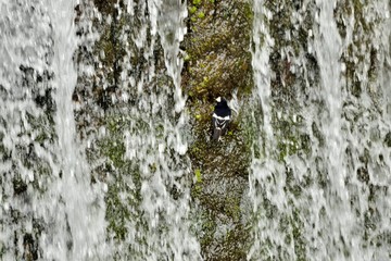 Little Forktail bird (Enicurus scouleri Hartert.) in Taiwan stream.