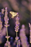 Fototapeta Lawenda - butterfly on a flower