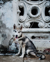 Friendly Dog On The Streets Of Havana, Cuba, Caribbean