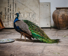 Peacock With Feathers, Havana, Cuba, Central America