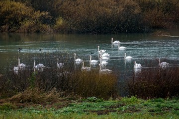 Poster - swan