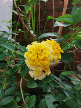 Yellow Lantana In Garden