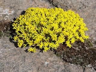 Wall Mural - yellow flowers on the rocks