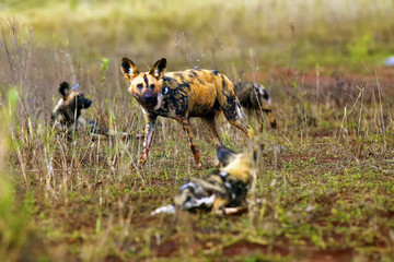 Poster - The African wild dog, African hunting dog, or African painted dog (Lycaon pictus) pack of dogs, adult dog with young.