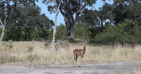 Wall Mural - impala antelope male (aepyceros melampus) caprivi strip game park, nambwa namibia, africa safari wil