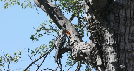 Poster - bird southern red-billed hornbill (Tockus rufirostris) looking for food. Nambwa reservation, Namibia, Africa wildlife