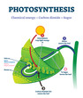 Photosynthesis leaf vector illustration. Labeled educational process scheme