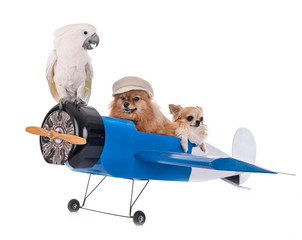 Canvas Print - little dogs, cockatoo and plane