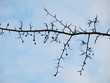 larch branch with cones and needles against the blue sky