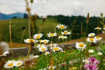 nature and flowers, beautiful wildflowers near wooden fence along a pasture in countryside, summer landscape in carpathian mountains, meadow and spruces on hills