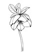 Contour of hellebore or hellebore. The flower is black and white , isolated on a white background.