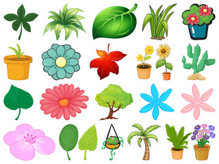 Poster - Large set of different plants on white background