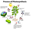 Diagram showing process of photosynthesis with plant and cells