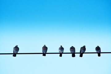 Six pigeons perched on an electric wire in the Adirondacks