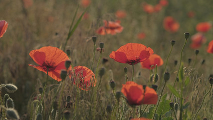 Wall Mural - Spring meadow with red poppies. Beautiful natural spring background