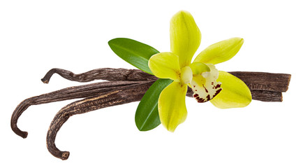 Wall Mural - Vanilla stick isolated. Flower, pod and green vanilla Orchid leaf isolated on white background as aroma food ingredient