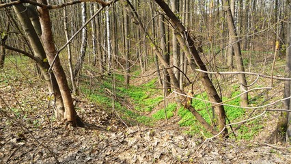 tree in the forest