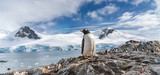 Penguins in Antarctica. Port Lockroy.