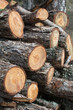 logs tree cut in nature