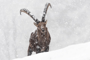 Wall Mural - Alpine ibex struggle with cold winter (Capra ibex)