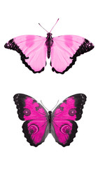 Wall Mural - Two beautiful pink tropical butterflies isolated on a white background. moths for design