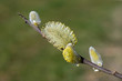 Blühende Weidenkätzchen an einem Ast im Frühling (Makro)lühende Weidenkätzchen (lat.: salix)
