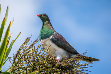 Close-up view of adult New Zealand pigeon perched in cabbage tree