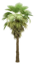 California Palm Tree Isolated On White Background