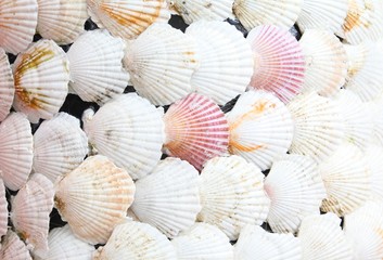 Sea shell isolated as background