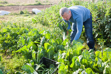 Portrait of man horticulturist picking mangold in sunny garden