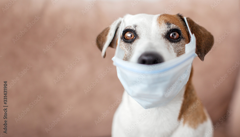 Dog with a medical mask is quarantined at home - obrazy, fototapety, plakaty 