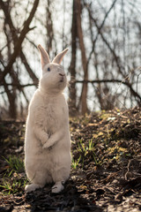 White rabbit in the forest